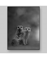 Pareja de suricatas, Desierto de Kalahari, Botswana