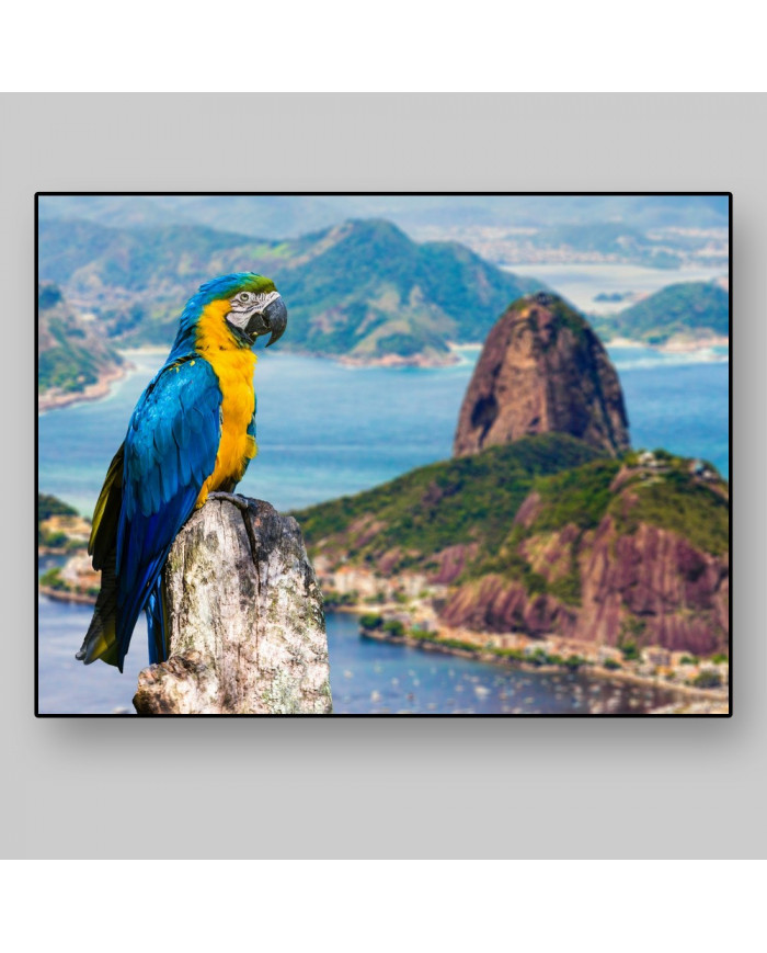 Guacamayo,Rio de Janeiro,Brasil