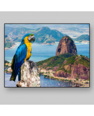 Guacamayo,Rio de Janeiro,Brasil