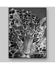 Leopardo, Parque Nacional Serengueti, Tanzania