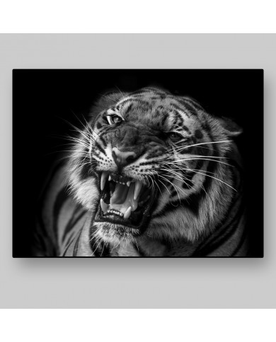 Tigre al acecho Tigre al acecho