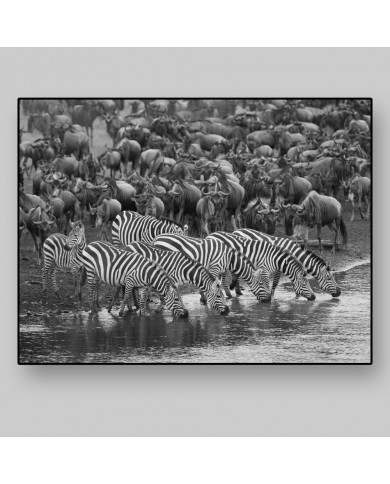 Cebras en migración, Parque Nacional Masai Mara, Kenia Cebras en migración, Parque Nacional Masai Mara, Kenia