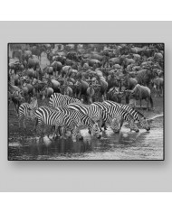 Cebras en migración, Parque Nacional Masai Mara, Kenia