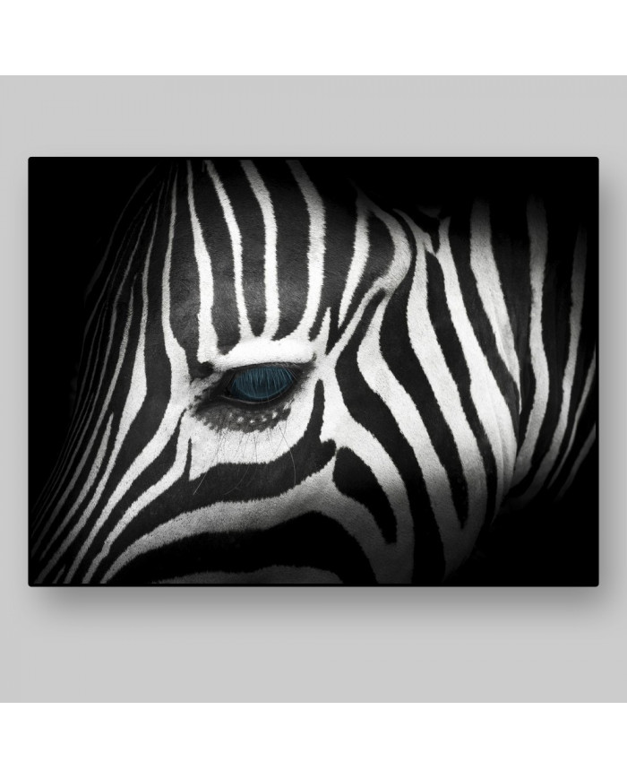 Retrato de una cebra,Parque Nacional Kruger,SudÁfrica