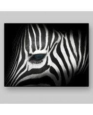 Retrato de una cebra,Parque Nacional Kruger,SudÁfrica