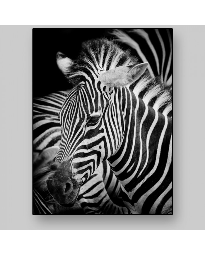 Retrato de una cebra, Parque Nacional Serengueti, Tanzania