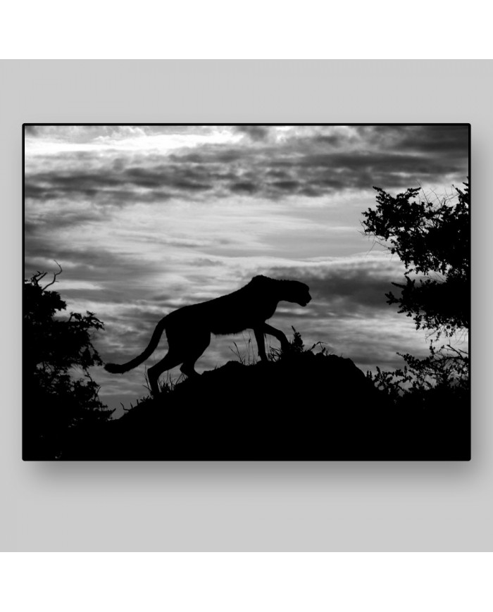Leopardo al atardecer, Parque Nacional Chobe, Botswana