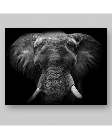 Portrait of an elephant, Moremi National Park, Botswana