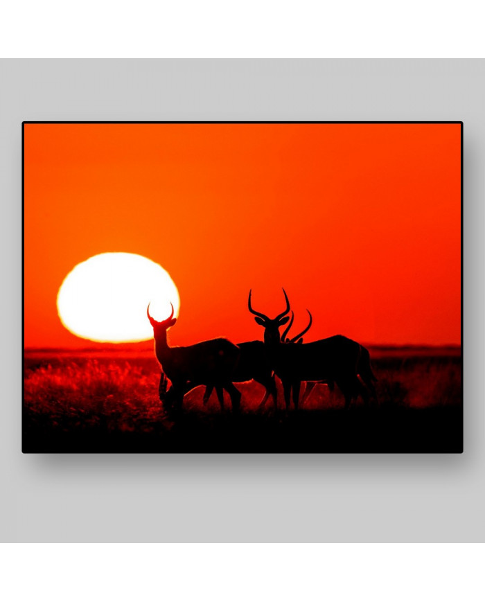 Antílopes,Parque Nacional Moremi,Botswana