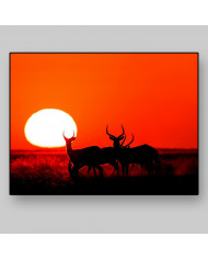 Antílopes,Parque Nacional Moremi,Botswana