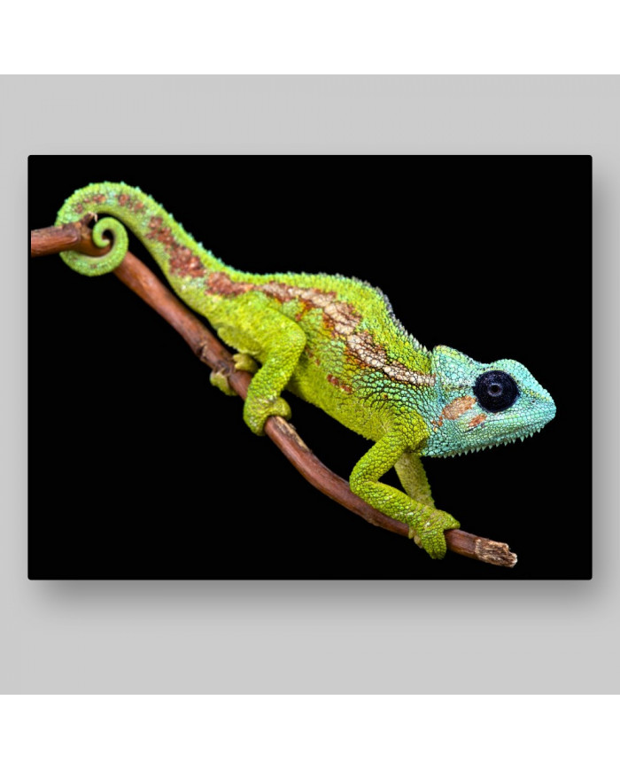 Camaleón, Mount Hanang