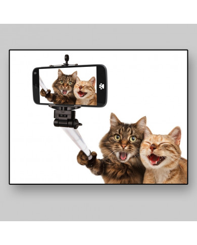 Selfie de gatos Selfie de gatos