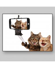 Selfie de gatos