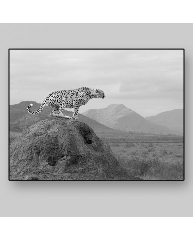 Cheetah, Amboseli National Park, Kenya