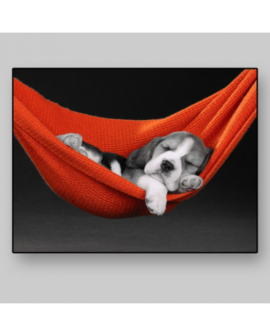 Beagle in a hammock