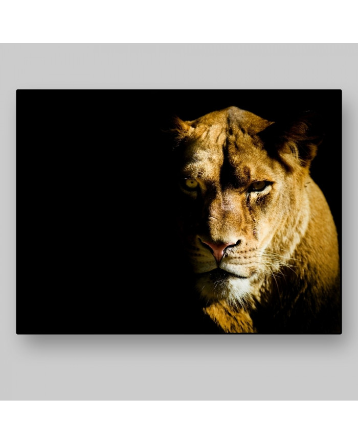 Leona, parque nacional Masai Mara, Kenia