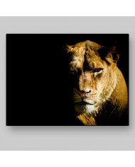 Leona, parque nacional Masai Mara, Kenia