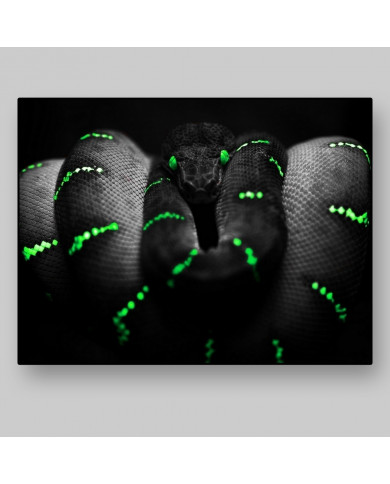 Anaconda Anaconda
