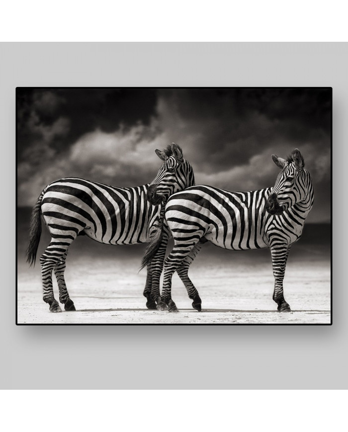 Cebras, Parque Nacional Serengueti, Tanzania