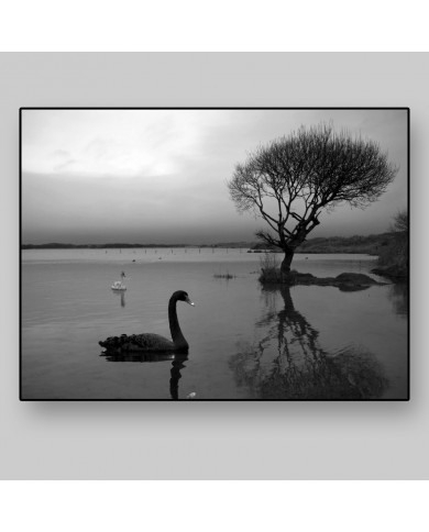 Cisne negro Cisne negro