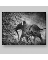 Elefante en el Kafue National Park, Zambia