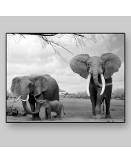 Elefantes con su cría, Parque Nacional Moremi, Botswana