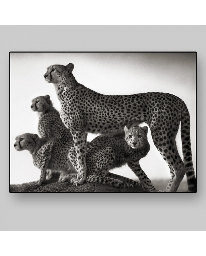 Familia de cheetas en el parque Masai Mara, Tanzania