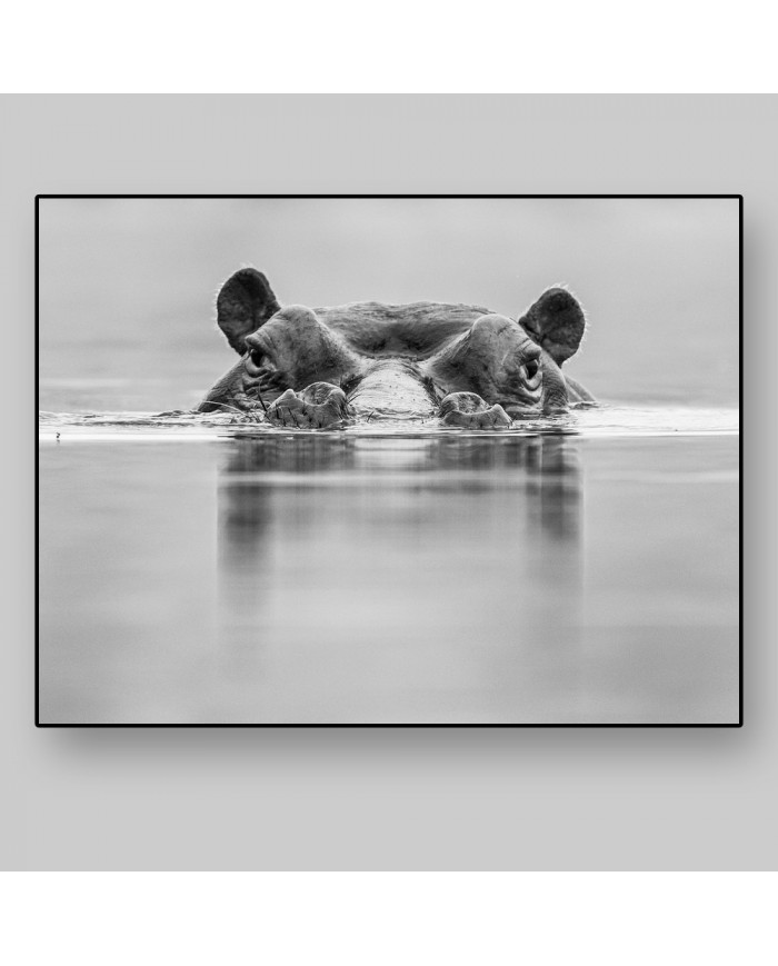 Hipopótamo, Parque Nacional Masai Mara, Tanzania