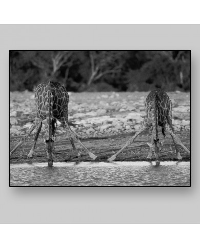 Giraffes drinking, Kruger National Park, South Africa