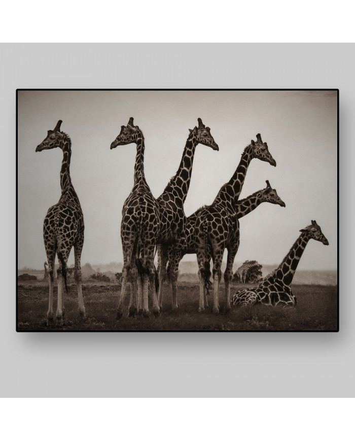 Jirafas en el Parque Nacional Kruger, SudÁfrica