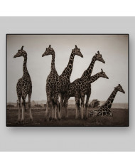 Jirafas en el Parque Nacional Kruger, SudÁfrica