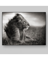 León, Parque Nacional Serengueti, Tanzania