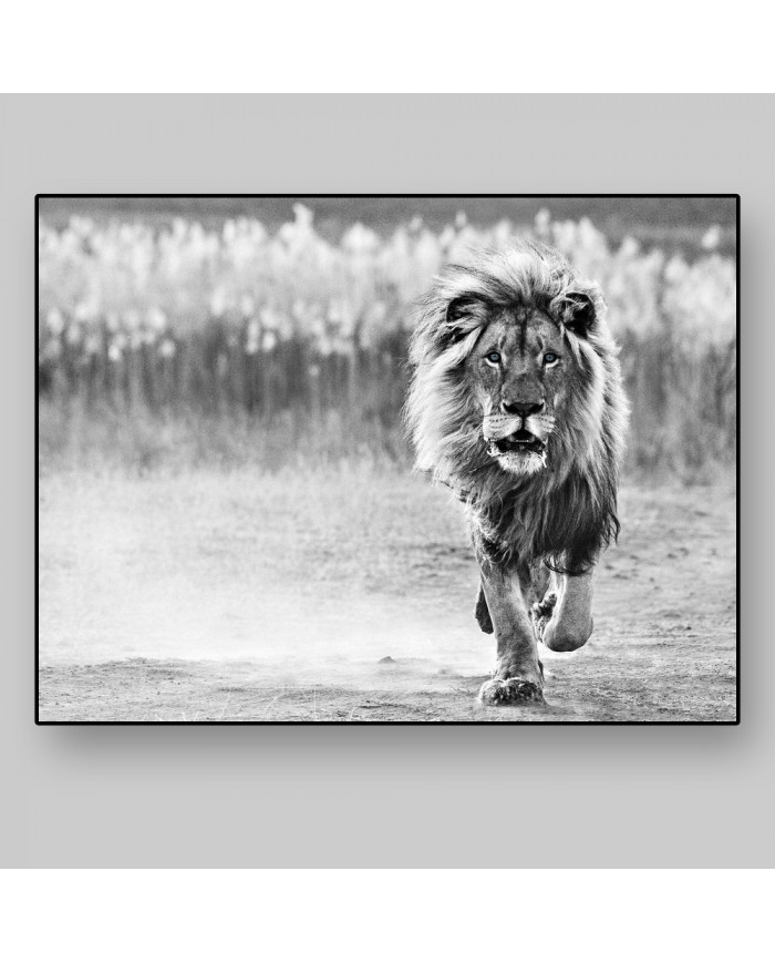 León, Parque Nacional Serengueti, Tanzania