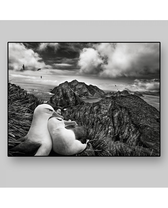 Libertad en los aires