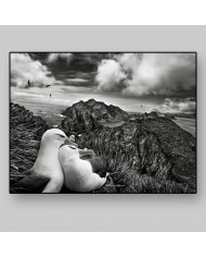 Libertad en los aires