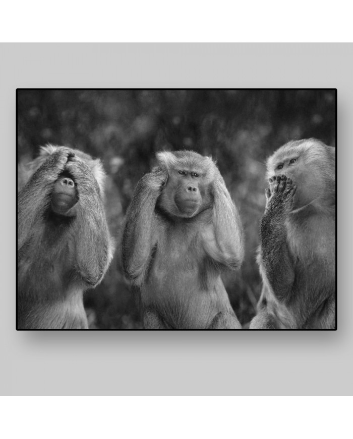 Los tres monos sabios, San Saru