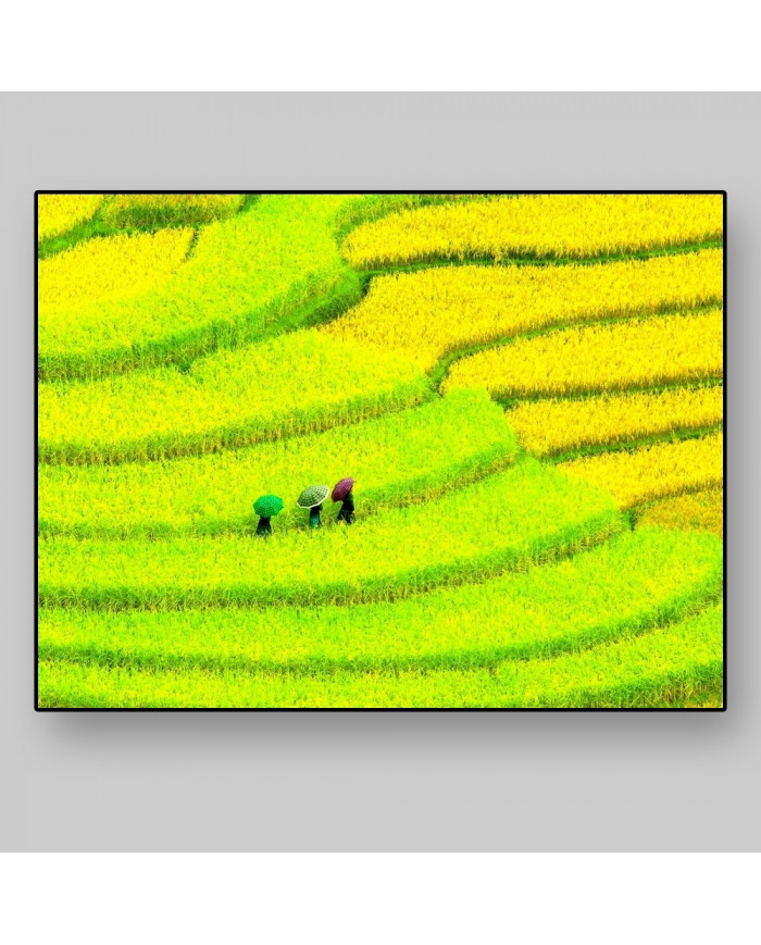 Prados cultivados, China