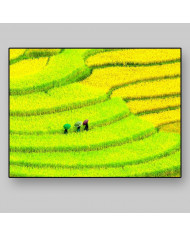 Prados cultivados, China