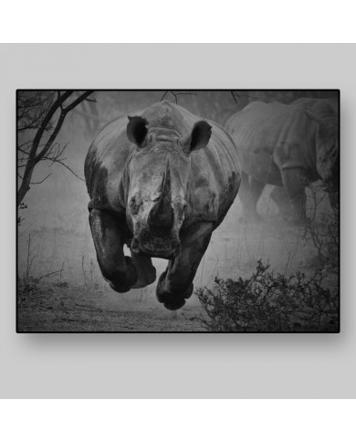 Rinoceronte en estampida, Parque Nacional Kruger, SudÀfrica Rinoceronte en estampida, Parque Nacional Kruger, SudÀfrica