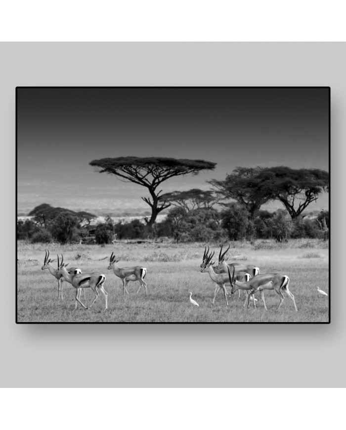 Antílopes en la sabana africana, Parque Nacional Moremi, Botswana