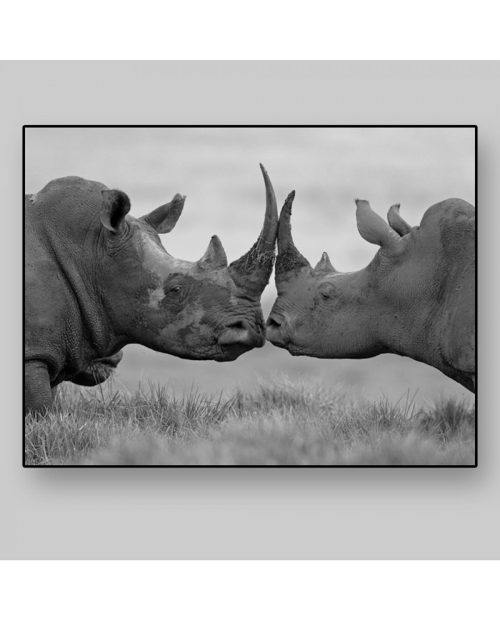Rinocerontes  antes de la pelea, Parque Nacional Etosha, Namibia