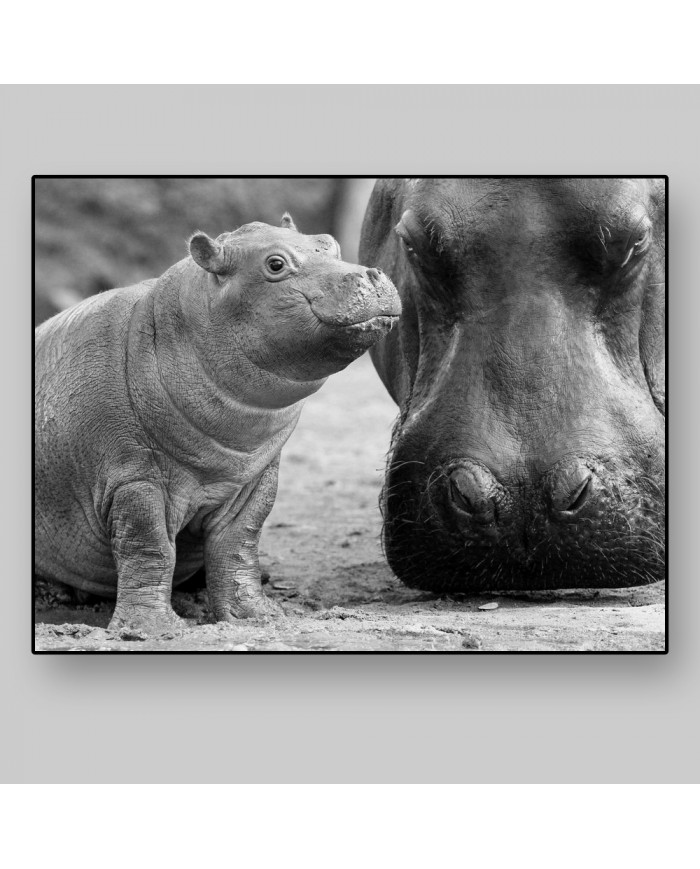 Hipopótamo con su cría en el Kruger National Park,Sudáfric