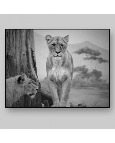Pareja de Leonas, Parque Nacional Serengueti, Tanzania Pareja de Leonas, Parque Nacional Serengueti, Tanzania