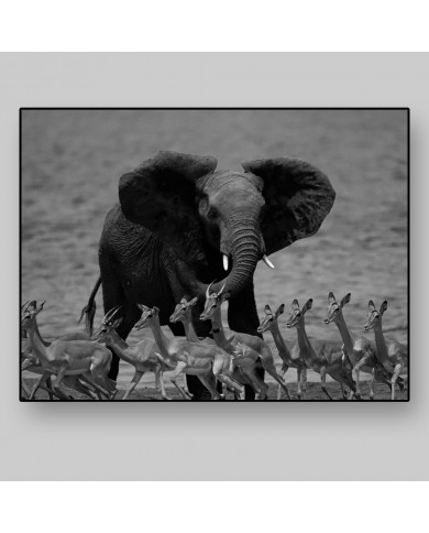 Elefante con antílopes, delta del Okavango, Botswana Elefante con antílopes, delta del Okavango, Botswana