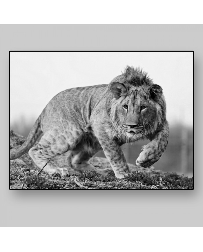 León cachorro, Parque Nacional Kruger, SudÁfrica