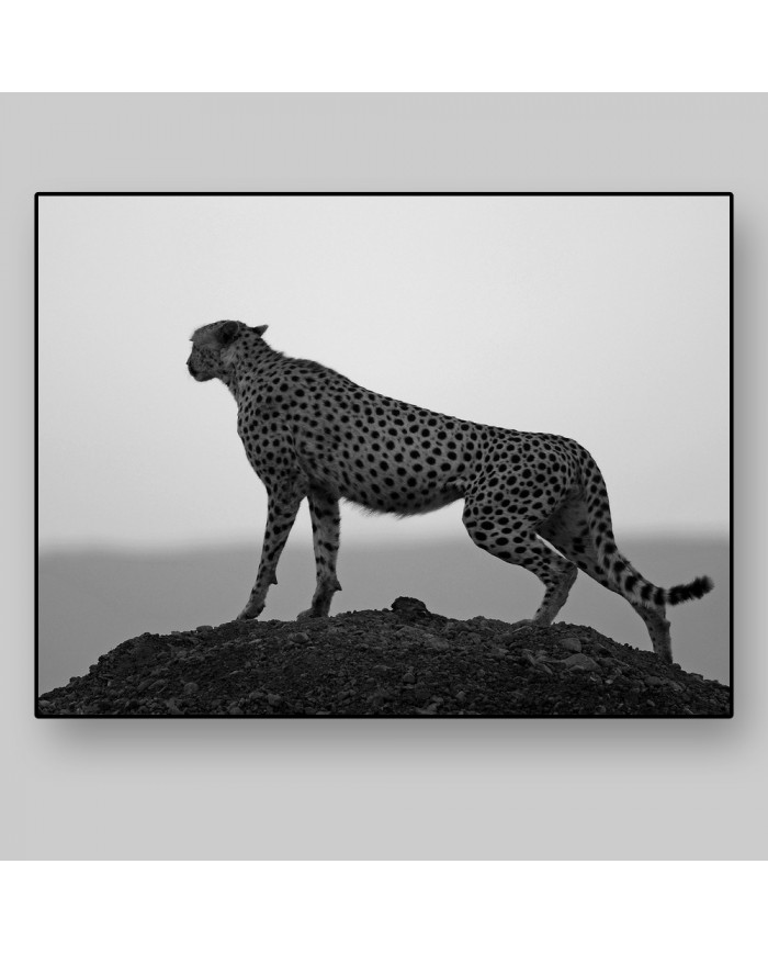 Guepardo,  Parque Nacional Kruger, SudÁfrica