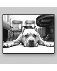 Pit bull terrier americano