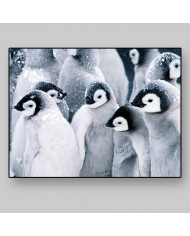 Pingüinos emperador bebés