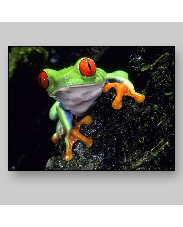 Rana verde de ojos rojos