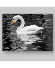 Cisne blanco